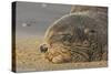 New Zealand Fur Seal (Arctocephalus Forsteri) Sleeps on a Beach-Eleanor-Stretched Canvas