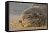 New Zealand Fur Seal (Arctocephalus Forsteri) Sleeps on a Beach-Eleanor-Framed Stretched Canvas