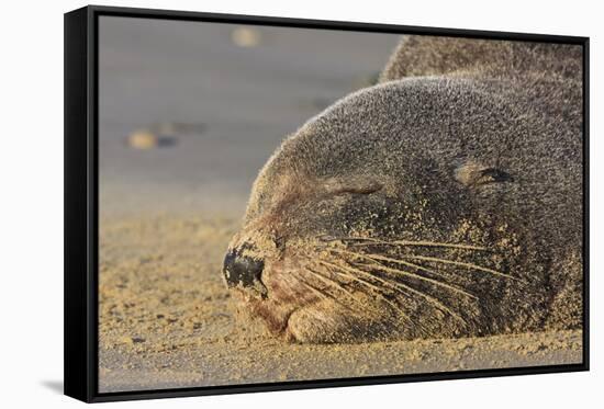 New Zealand Fur Seal (Arctocephalus Forsteri) Sleeps on a Beach-Eleanor-Framed Stretched Canvas