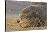 New Zealand Fur Seal (Arctocephalus Forsteri) Sleeps on a Beach-Eleanor-Stretched Canvas