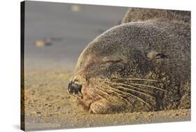 New Zealand Fur Seal (Arctocephalus Forsteri) Sleeps on a Beach-Eleanor-Stretched Canvas