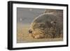 New Zealand Fur Seal (Arctocephalus Forsteri) Sleeps on a Beach-Eleanor-Framed Photographic Print