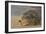 New Zealand Fur Seal (Arctocephalus Forsteri) Sleeps on a Beach-Eleanor-Framed Photographic Print