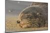 New Zealand Fur Seal (Arctocephalus Forsteri) Sleeps on a Beach-Eleanor-Mounted Photographic Print