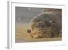 New Zealand Fur Seal (Arctocephalus Forsteri) Sleeps on a Beach-Eleanor-Framed Photographic Print