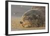 New Zealand Fur Seal (Arctocephalus Forsteri) Sleeps on a Beach-Eleanor-Framed Photographic Print