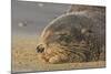 New Zealand Fur Seal (Arctocephalus Forsteri) Sleeps on a Beach-Eleanor-Mounted Photographic Print
