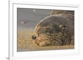 New Zealand Fur Seal (Arctocephalus Forsteri) Sleeps on a Beach-Eleanor-Framed Photographic Print