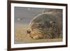 New Zealand Fur Seal (Arctocephalus Forsteri) Sleeps on a Beach-Eleanor-Framed Photographic Print