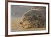 New Zealand Fur Seal (Arctocephalus Forsteri) Sleeps on a Beach-Eleanor-Framed Photographic Print