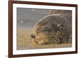 New Zealand Fur Seal (Arctocephalus Forsteri) Sleeps on a Beach-Eleanor-Framed Photographic Print