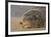 New Zealand Fur Seal (Arctocephalus Forsteri) Sleeps on a Beach-Eleanor-Framed Photographic Print