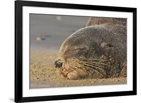 New Zealand Fur Seal (Arctocephalus Forsteri) Sleeps on a Beach-Eleanor-Framed Photographic Print