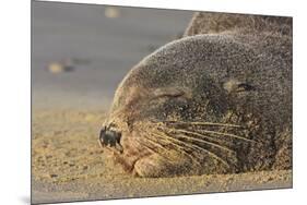 New Zealand Fur Seal (Arctocephalus Forsteri) Sleeps on a Beach-Eleanor-Mounted Photographic Print