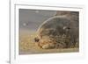 New Zealand Fur Seal (Arctocephalus Forsteri) Sleeps on a Beach-Eleanor-Framed Photographic Print