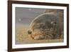 New Zealand Fur Seal (Arctocephalus Forsteri) Sleeps on a Beach-Eleanor-Framed Photographic Print