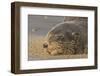 New Zealand Fur Seal (Arctocephalus Forsteri) Sleeps on a Beach-Eleanor-Framed Photographic Print