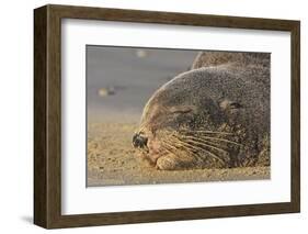 New Zealand Fur Seal (Arctocephalus Forsteri) Sleeps on a Beach-Eleanor-Framed Photographic Print