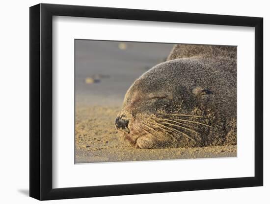 New Zealand Fur Seal (Arctocephalus Forsteri) Sleeps on a Beach-Eleanor-Framed Photographic Print