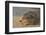 New Zealand Fur Seal (Arctocephalus Forsteri) Sleeps on a Beach-Eleanor-Framed Photographic Print