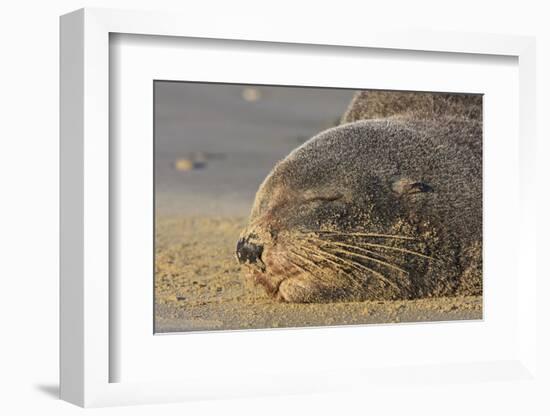 New Zealand Fur Seal (Arctocephalus Forsteri) Sleeps on a Beach-Eleanor-Framed Photographic Print