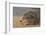 New Zealand Fur Seal (Arctocephalus Forsteri) Sleeps on a Beach-Eleanor-Framed Photographic Print