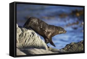 New Zealand Fur Seal-null-Framed Stretched Canvas