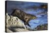 New Zealand Fur Seal-null-Stretched Canvas