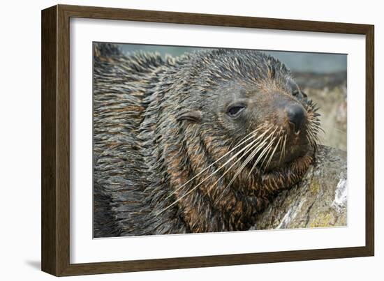 New Zealand Fur Seal-Tony Camacho-Framed Photographic Print