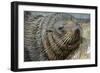 New Zealand Fur Seal-Tony Camacho-Framed Photographic Print