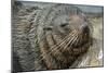 New Zealand Fur Seal-Tony Camacho-Mounted Photographic Print