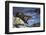 New Zealand Fur Seal-null-Framed Photographic Print