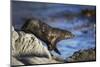 New Zealand Fur Seal-null-Mounted Photographic Print