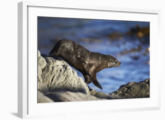 New Zealand Fur Seal-null-Framed Photographic Print