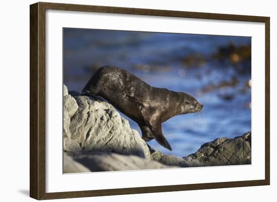 New Zealand Fur Seal-null-Framed Photographic Print