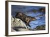 New Zealand Fur Seal-null-Framed Photographic Print