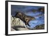 New Zealand Fur Seal-null-Framed Photographic Print