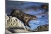 New Zealand Fur Seal-null-Mounted Photographic Print