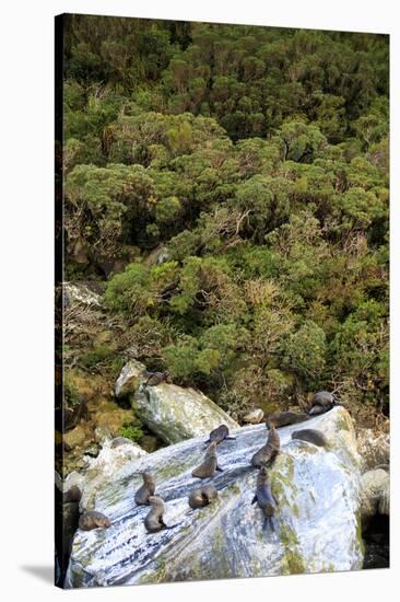 New Zealand Fur Seals Bask , the South Island of New Zealand-Paul Dymond-Stretched Canvas