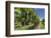 New Zealand, Hawkes Bay, Havelock North. Vineyard-Walter Bibikow-Framed Photographic Print