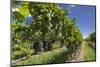 New Zealand, Hawkes Bay, Havelock North. Vineyard-Walter Bibikow-Mounted Photographic Print