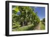 New Zealand, Hawkes Bay, Havelock North. Vineyard-Walter Bibikow-Framed Photographic Print