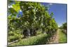 New Zealand, Hawkes Bay, Havelock North. Vineyard-Walter Bibikow-Mounted Photographic Print