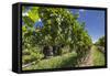 New Zealand, Hawkes Bay, Havelock North. Vineyard-Walter Bibikow-Framed Stretched Canvas