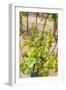 New Zealand, Hawkes Bay, Havelock North. Vineyard-Walter Bibikow-Framed Photographic Print