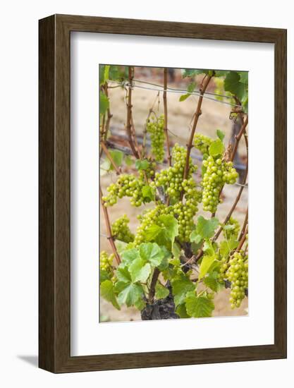 New Zealand, Hawkes Bay, Havelock North. Vineyard-Walter Bibikow-Framed Photographic Print