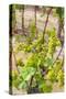 New Zealand, Hawkes Bay, Havelock North. Vineyard-Walter Bibikow-Stretched Canvas