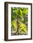 New Zealand, North Island, Auckland. Vineyard-Walter Bibikow-Framed Photographic Print