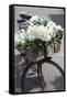 New Zealand, North Island, Martinborough. Bicycle with flowers-Walter Bibikow-Framed Stretched Canvas