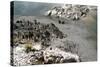 New Zealand, North Island, Rotorua, Whakarewarewa Thermal Area-Catharina Lux-Stretched Canvas